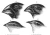 Darwin's finches or Galapagos finches. Darwin, 1845. Journal of researches into the natural history and geology of the countries visited during the voyage of H.M.S. Beagle round the world, under the Command of Capt. Fitz Roy, R.N. 2d edition. Date: before 1882. From "Voyage of the Beagle" Tegner: John Gould (1804-1881). Public Domain. See below december 27, 1831.
