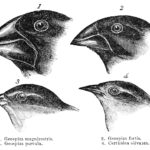 Darwin’s finches or Galapagos finches. Darwin, 1845. Journal of researches into the natural history and geology of the countries visited during the voyage of H.M.S. Beagle round the world, under the Command of Capt. Fitz Roy, R.N. 2d edition. Date: before 1882. From “Voyage of the Beagle” Tegner: John Gould (1804-1881). Public Domain. See below december 27, 1831.