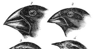 Darwin's finches or Galapagos finches. Darwin, 1845. Journal of researches into the natural history and geology of the countries visited during the voyage of H.M.S. Beagle round the world, under the Command of Capt. Fitz Roy, R.N. 2d edition. Date: before 1882. From "Voyage of the Beagle" Tegner: John Gould (1804-1881). Public Domain. See below december 27, 1831.